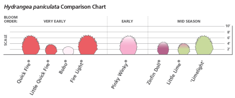 hydrangea-paniculata-comparison-chart.png