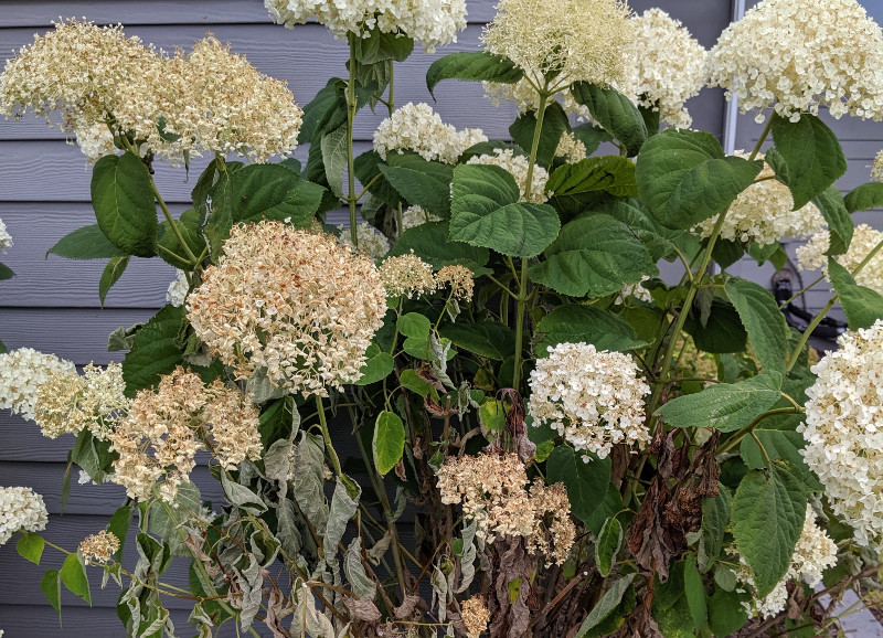 Hydrangea Flowers Fading | Plant Addicts