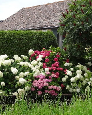 Plants To Mix With Hydrangeas Plant Addicts Plants To Mix With Hydrangeas Plant Addicts