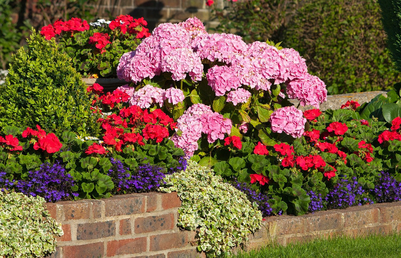 Image of Mixed planter with roses and hydrangeas