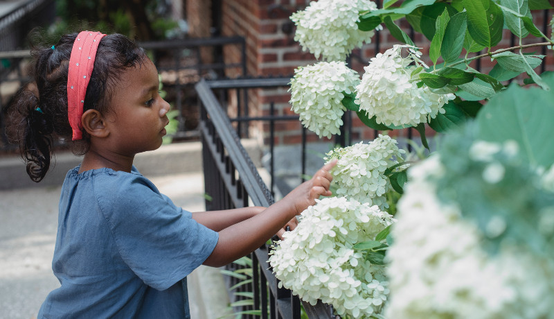 hydrangeas-with-little-girl.jpg