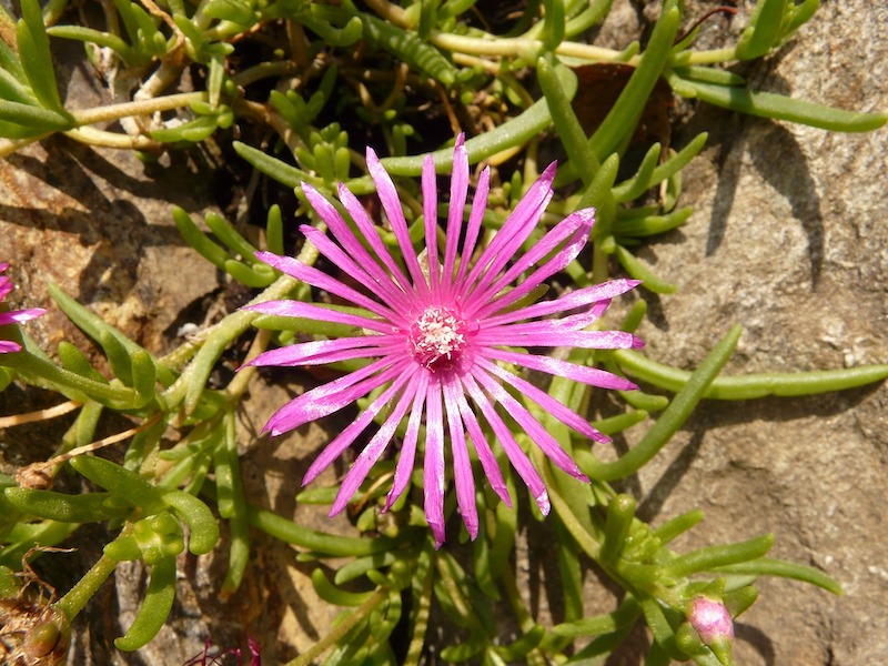 ice-plant-in-bloom.jpg