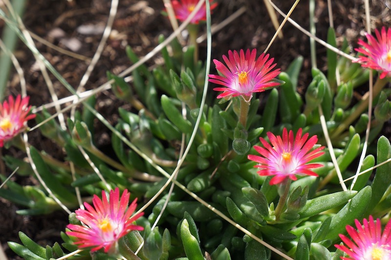 ice-plant-with-dead-stems.jpg