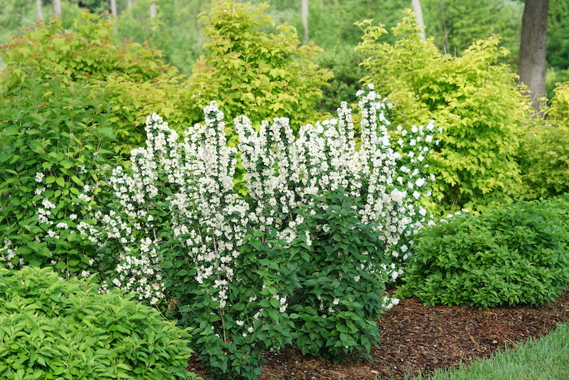 illuminati-tiny-tower-mock-orange-planted-with-ninebark.jpg