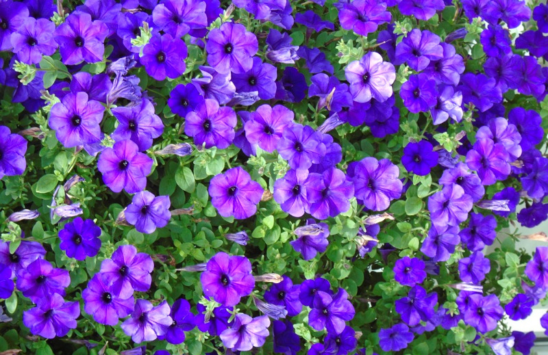 impatiens-covered-in-blooms.jpg