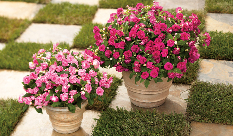 Image of Impatiens tall container plants for shade