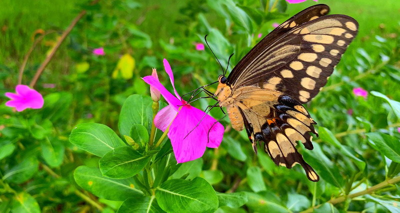 impatiens-with-butterfly-on-the-flower.jpg