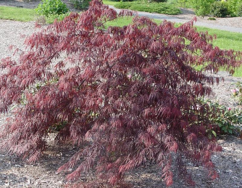 inaba-shidare-weeping-japanese-maple-in-the-landscape.jpg