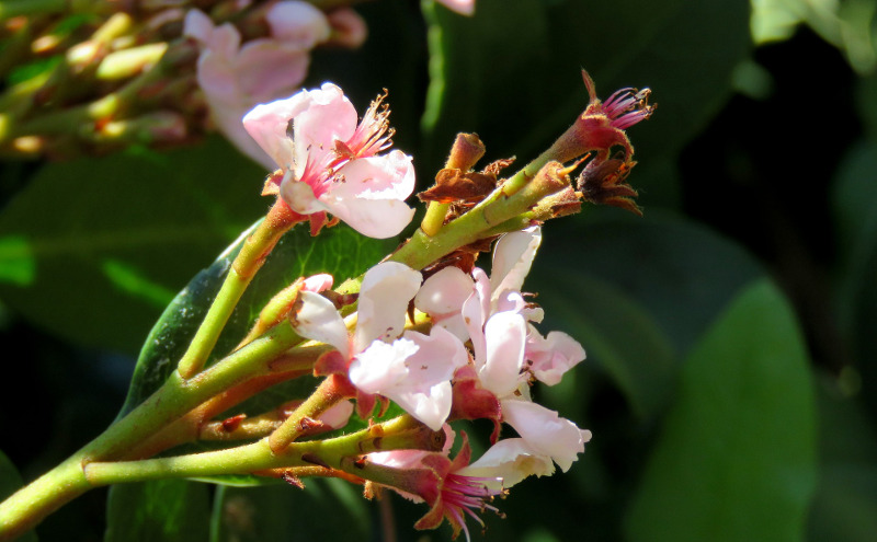 indian-hawthorn-branch-with-blooms-and-flower-buds.jpg