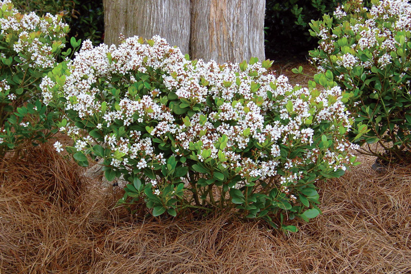 indian-hawthorn-shrub-with-pine-needles-as-mulch-under-a-tree.jpg