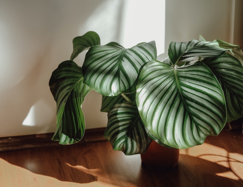 indirect-light-conditions-for-calathea.jpg