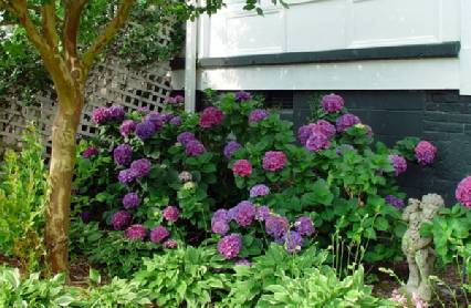 indoor-hydrangea-planted-outdoors-compressor.jpg