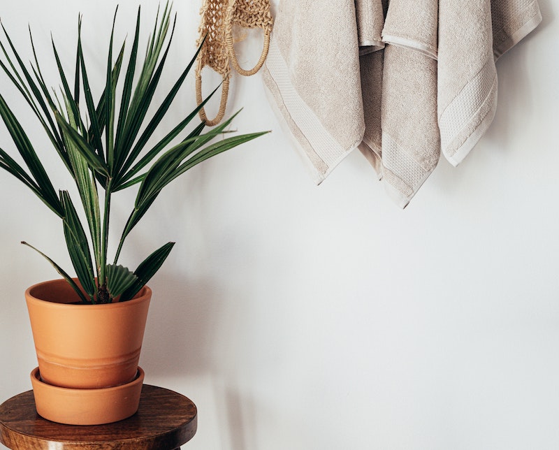 indoor-palm-in-terra-cotta-pot-in-indirect-light.jpg