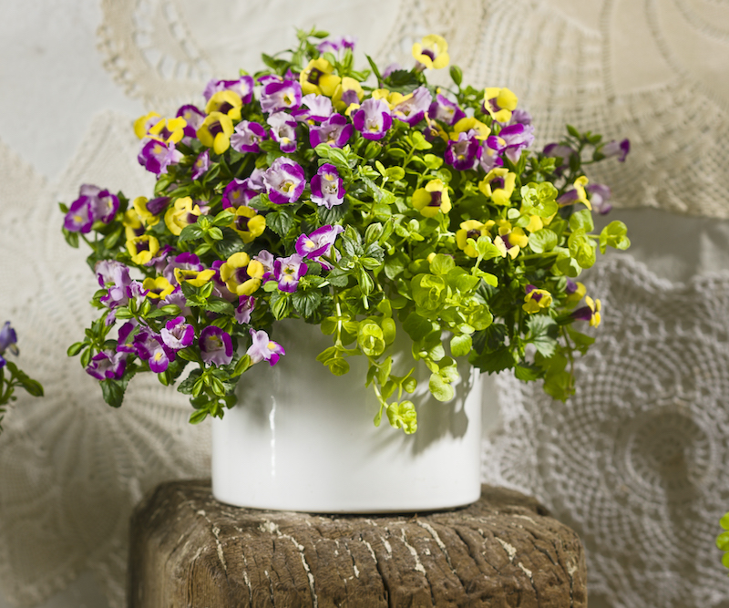 indoor-pot-of-catalina-white-torenia.jpg