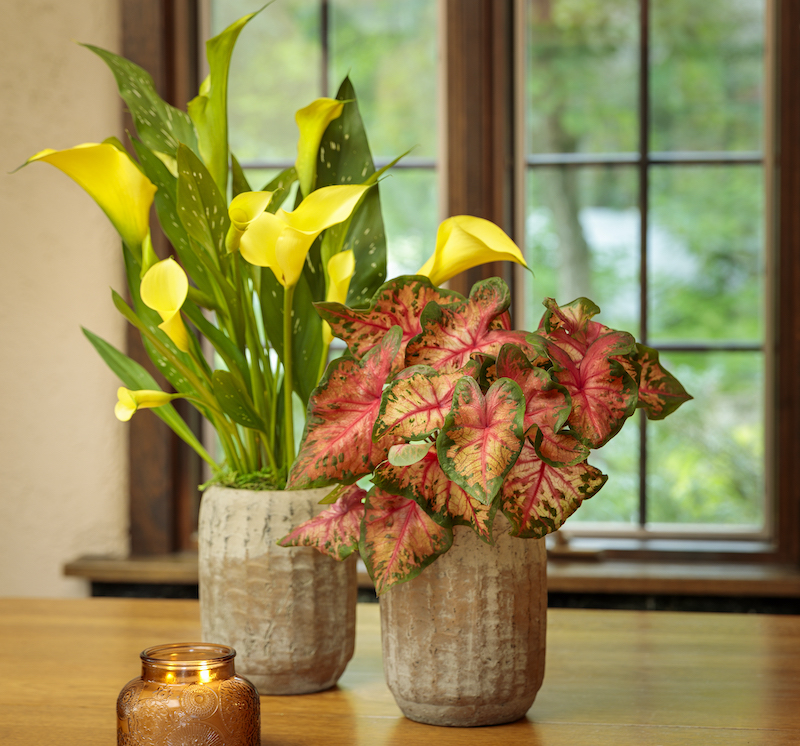 indoor-potted-caladium-and-zantedeschia.jpg