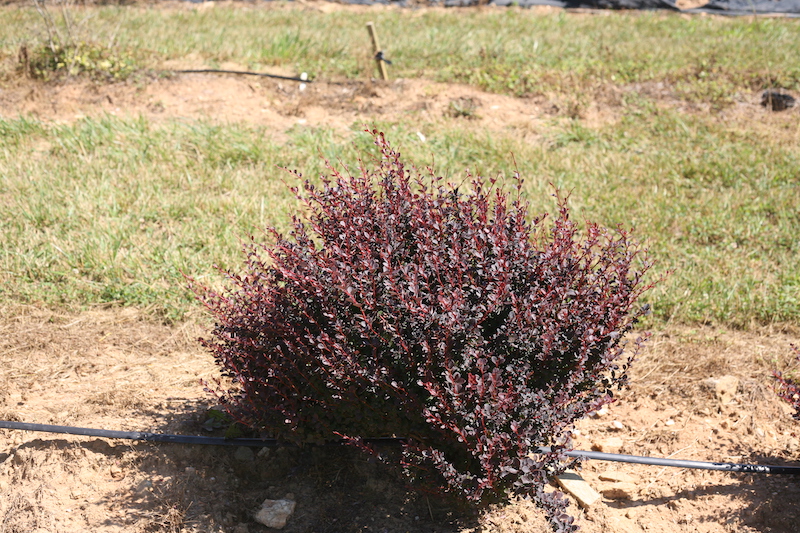 installing-irrigation-for-sunjoy-todo-sterile-barberry-shrubs.jpg