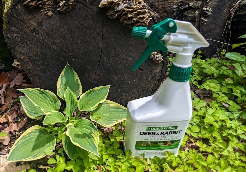 intact-hosta-using-deer-repellent.jpg