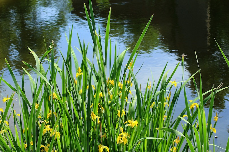 iris-pseudacorus-yellow-growing-at-pond-edge.jpg