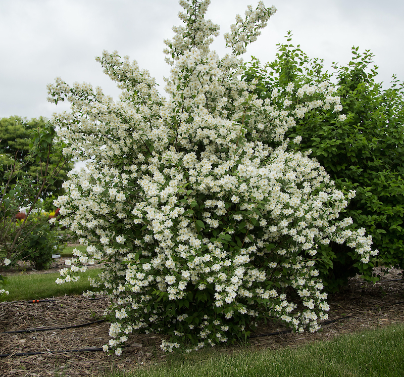 irritation-for-single-specimen-blizzard-mockorange.jpg