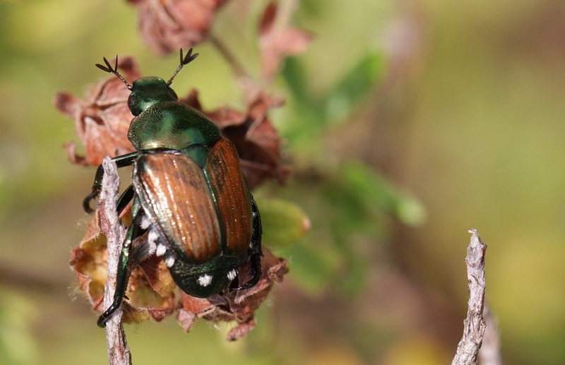 japanese-beetle-on-brown-foliage.jpg