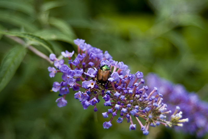 japanese-beetle-on-butterfly-bush.jpg