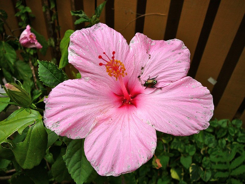 japanese-beetle-on-hibiscus-flower.jpg