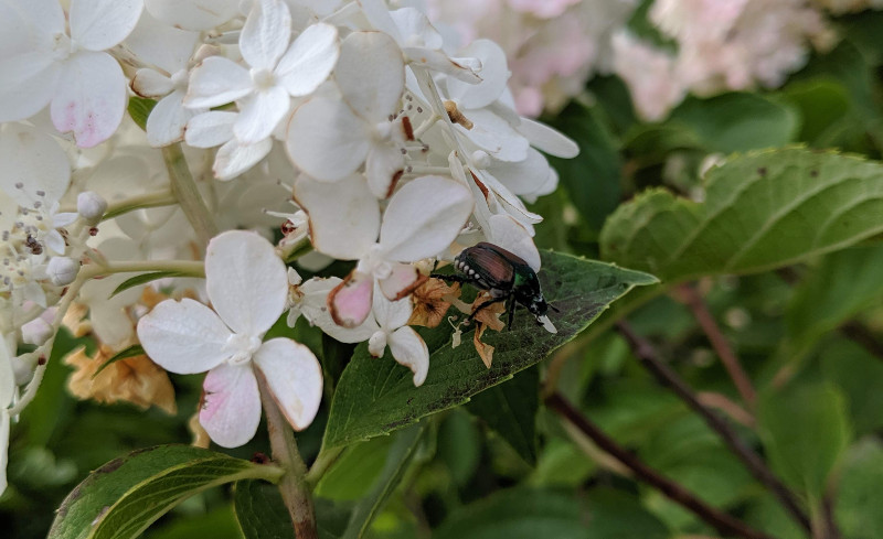 japanese-beetle-on-hydranea-leaf.jpg