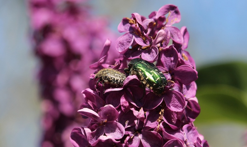 japanese-beetles-on-lilac-flowers.jpg