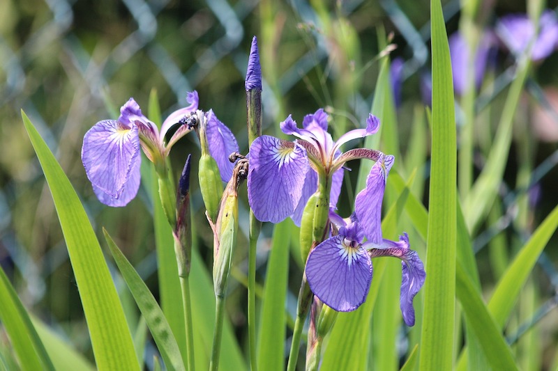 Iris flower: Facts, growth and maintenance tips in 2023