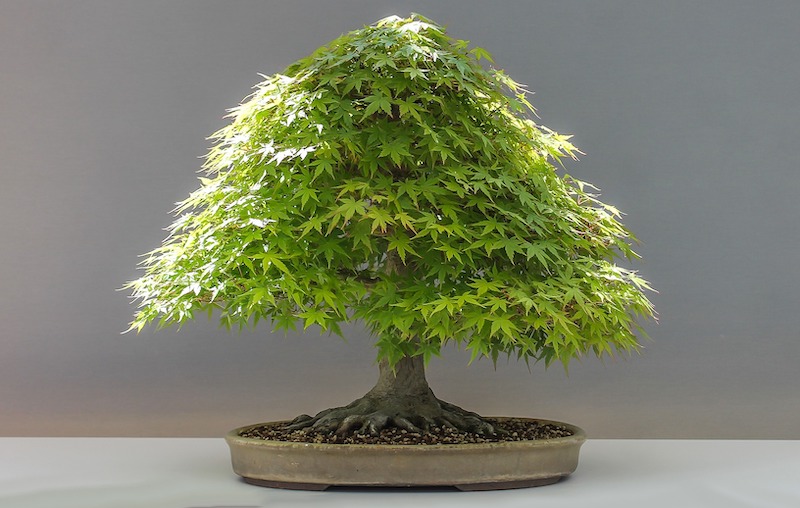 japanese-maple-is-often-used-for-bonsai.jpg