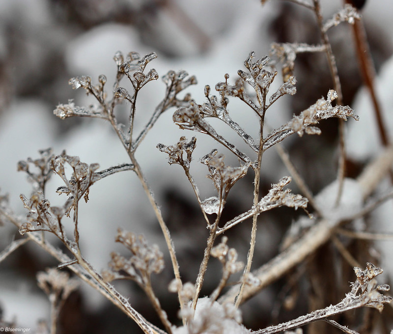 joe-pye-weed-in-winter.jpg