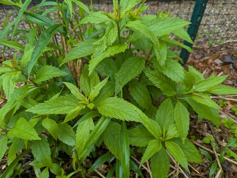 Large Joe Pye Weed Plant Not Blooming