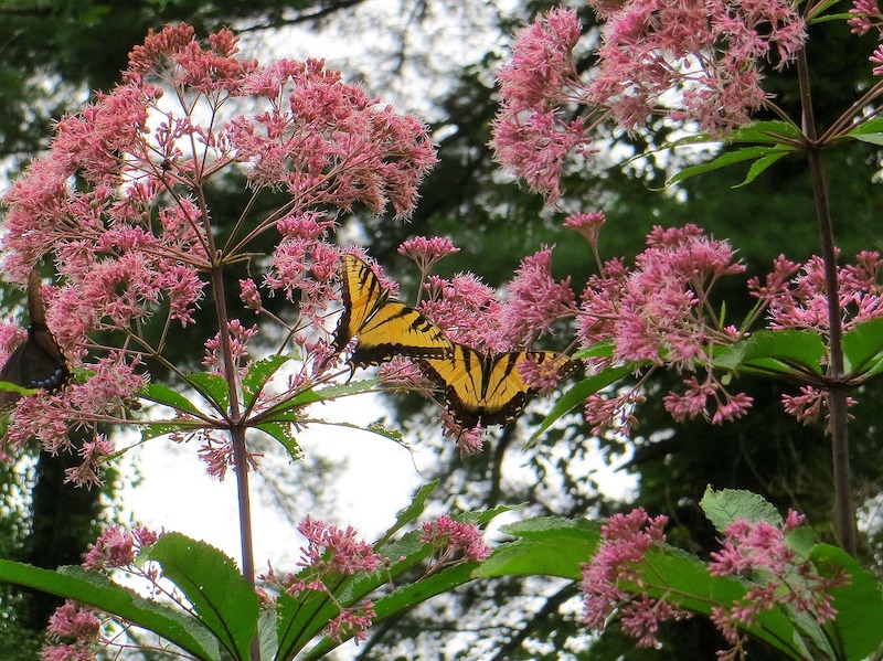 joe-pye-weed-visited-by-two-butterflies.jpg