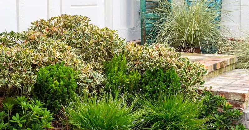 juliet-cleyera-planted-with-gardenia-euonymus-and-blue-eyed-grass.jpg