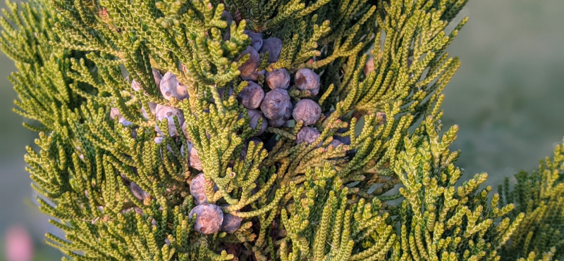 Are Juniper Poisonous?