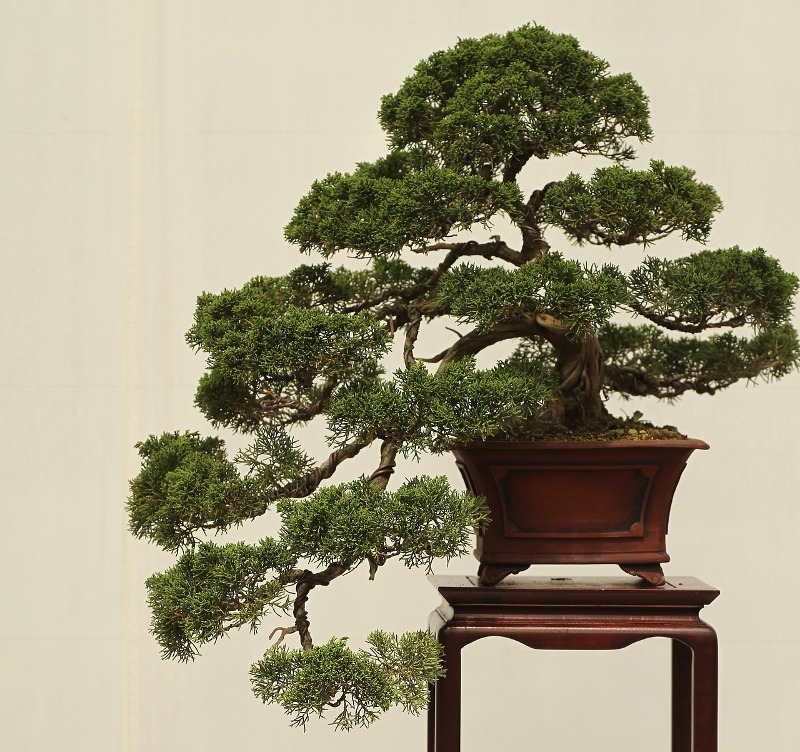 juniper-bonsai-in-garden-planter.jpg