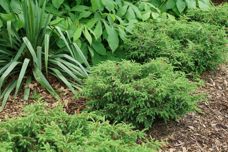 juniper-bushes-in-a-row.jpg