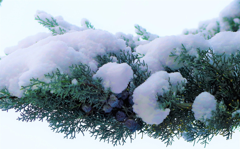 Look Under the Snow for Versatile Juniper Berries