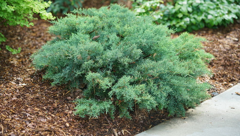 juniper-shrub-growing-next-to-sidewalk.jpg