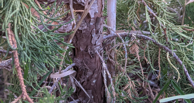 juniper-with-dead-branches-and-growth.jpg