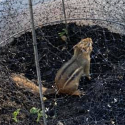 Keeping Pests Out Of Pots