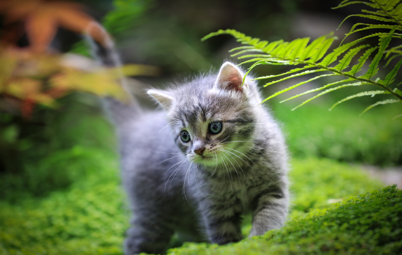 kitten-next-to-ferns.jpg