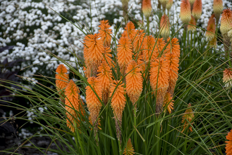 kniphofia-orange-blaze-in-bloom.jpg