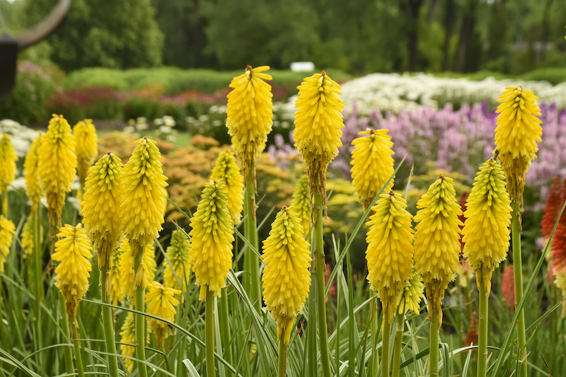 kniphofia-solar-flare-in-bloom.jpg