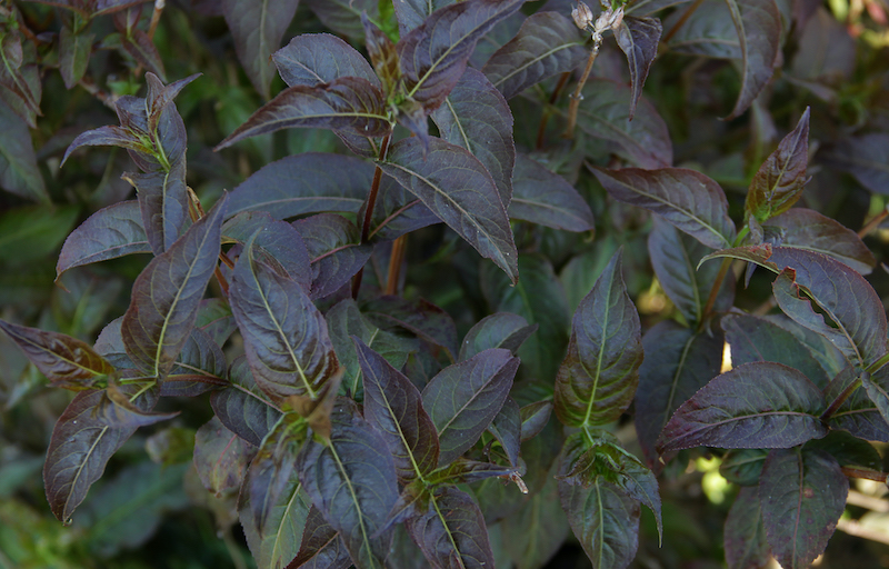 kodiak-black-diervilla-foliage.jpg