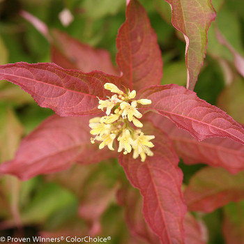 Kodiak Orange bush honeysuckle in shade