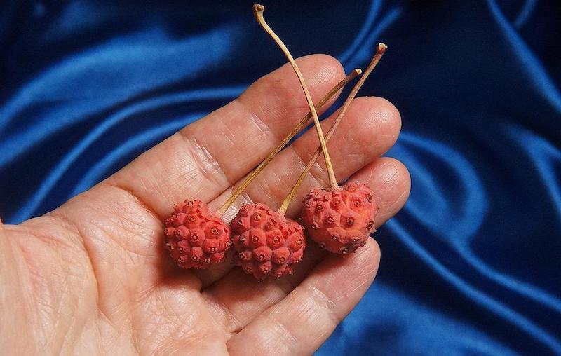 kousa-dogwood-berries.jpg