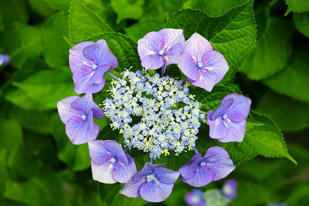 lacecap-hydrangea-form-compressor.jpg