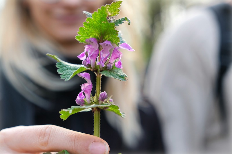 lady-holding-sprig-of-dead-nettle.jpg