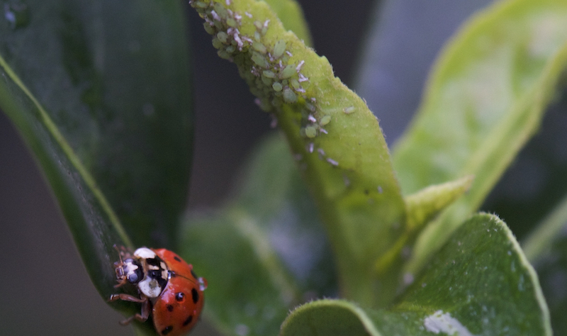 ladybug-eating-aphids-on-viburnum.jpg